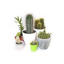 Ornamental Cactus Mix Outdoor ceramic pot {15cm}